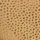 GOLD STONES BIKINI BRIEF ADP20